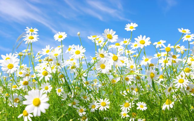 Chamomile – properties and use in cosmetology